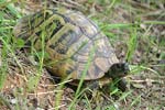 Hermann`s Tortoise   Testudo hermanni